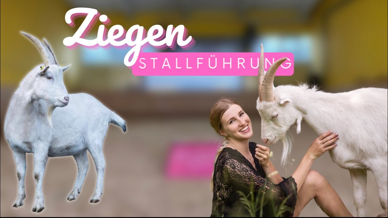 ZIEGEN- Stalltour, Haltung & Training❤️