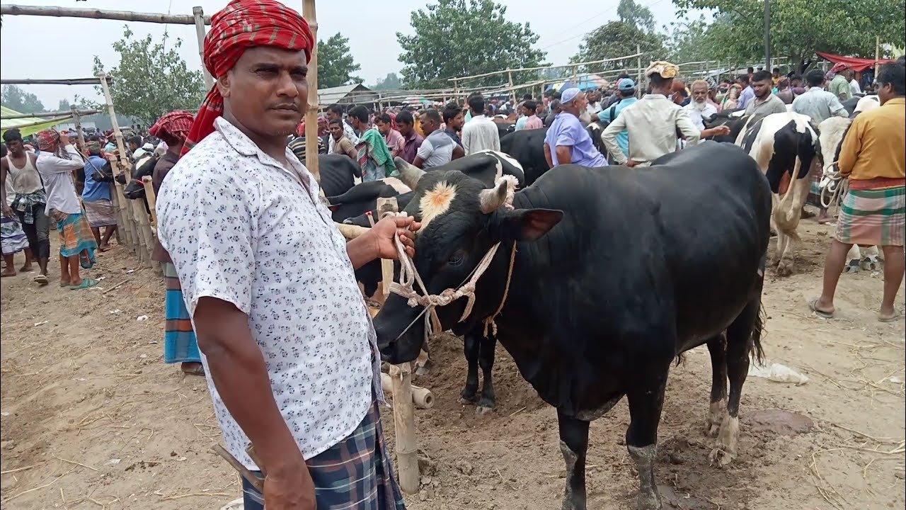 আজ মঙ্গলবার প্রচুর চাহিদা সম্পন্ন ষাঁড় গরু চান্দাইকোনা গরুর হাট ২০২৫