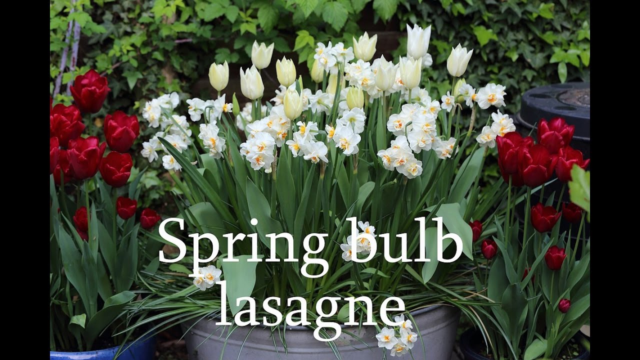 Spring bulb lasagne