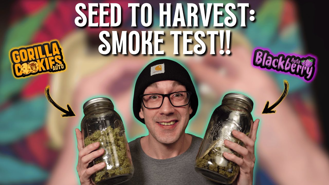 Seed to Harvest FINAL PART!! Gorilla Cookies and Blackberry Autoflower Smoke Report!