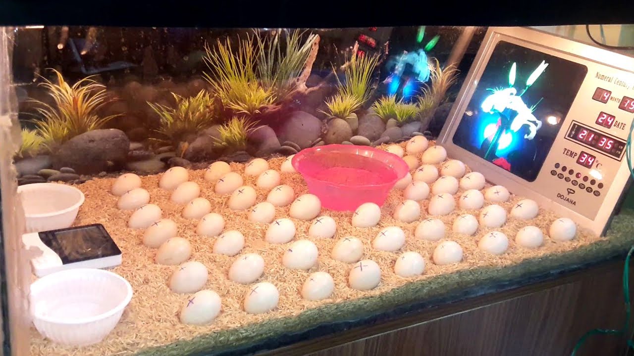 DIY - Homemade Incubator || How To Make Egg Incubator Simple And Easy (Hatching Chicken Eggs)