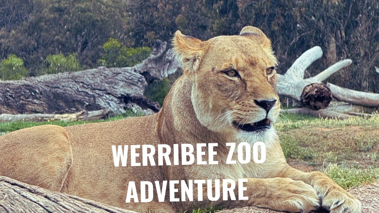 Werribee Open Range Zoo Safari Bus Tour | Fun Family Day Out