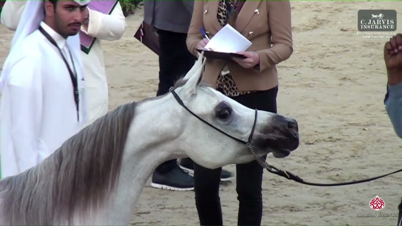 N 62 Massah Al Asil   Egypt National Arabian Horse Championship 2024   Mares 4 6 Years Old Class 4