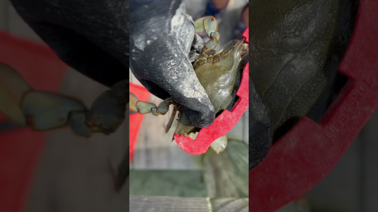 3 ways to Catch Blue Crabs 👀🦀 #chesapeakebay #bluecrab #crabbing
