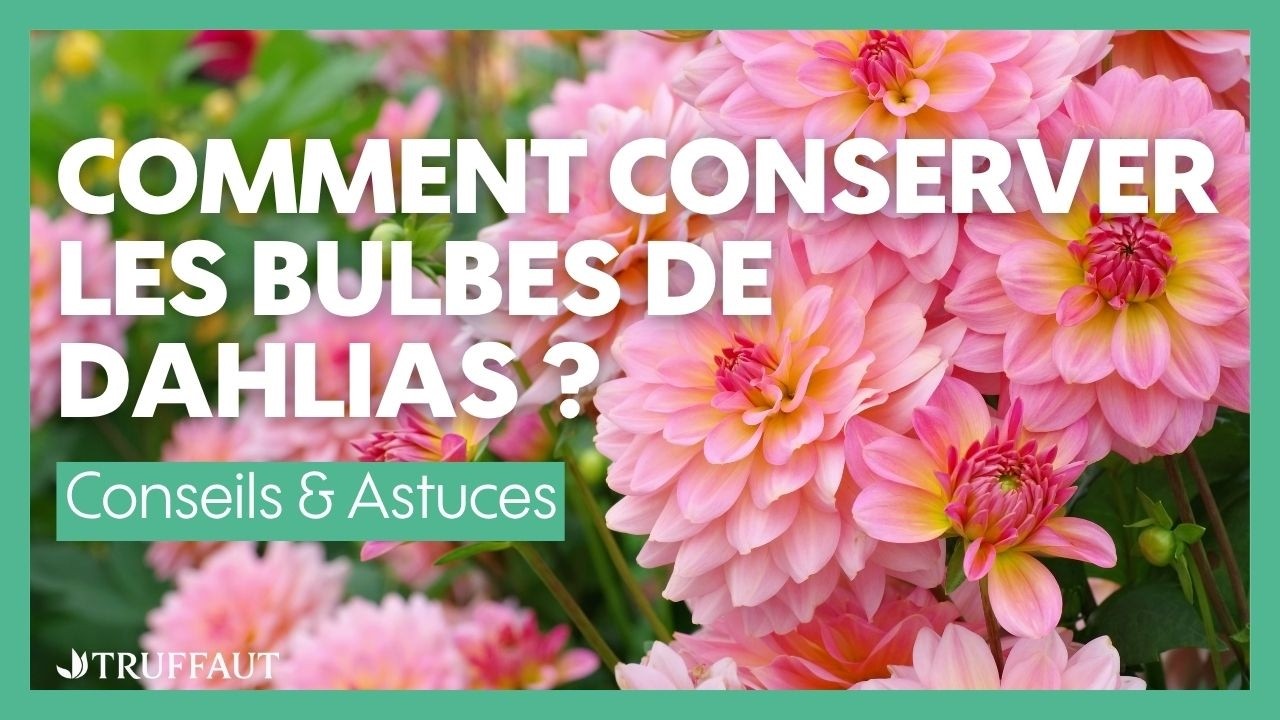 Comment conserver les bulbes de dahlias ? - Truffaut