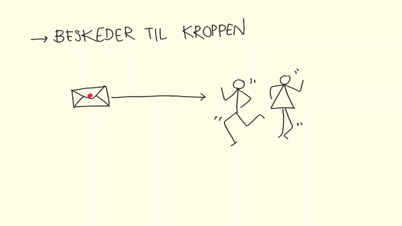 Menneskekroppen - Hormonregulering | Biotech Academy
