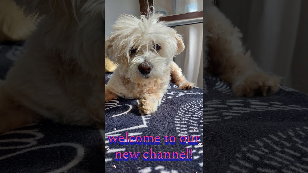 Welcome to our new little pet channel 💜