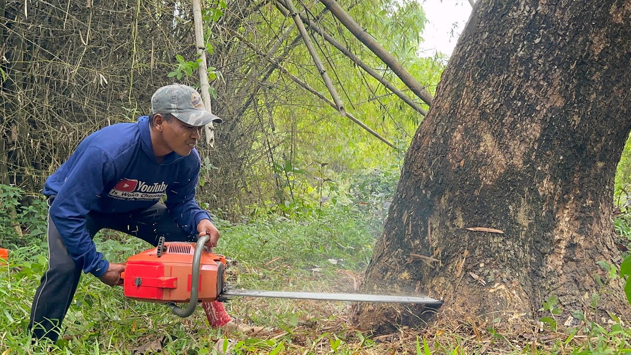 Fast & Easy !! Cut four trembesi trees with two Monster machines.
