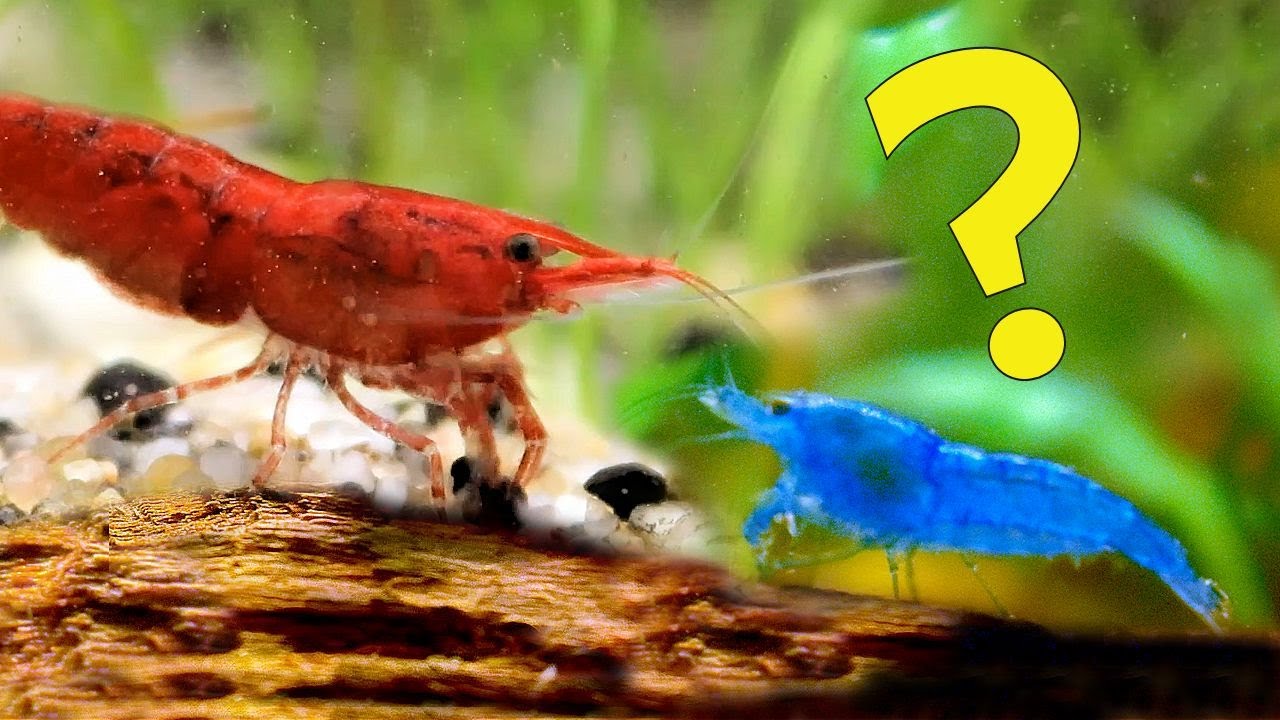 What Happens when You Breed Blue and Red Neocaridina Shrimp together?