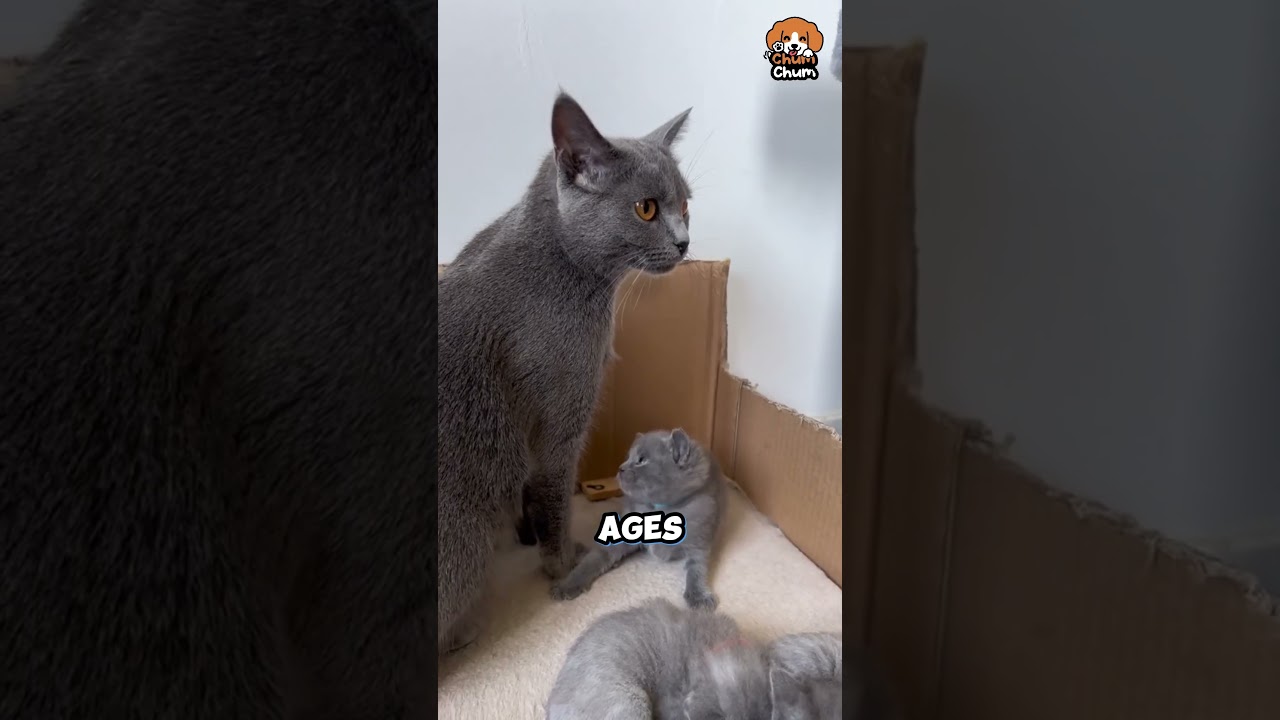 🐱✨ Meet the Chartreux: The Smiling Cat Breed You'll Fall in Love With 😻