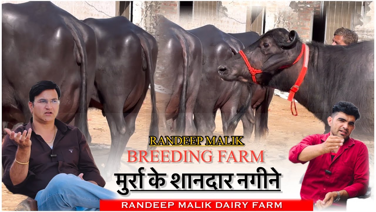 रणदीप मलिक की 4*4 लेवे की शानदार मुर्रा झोटिया || RANDEEP MALIK DAIRY FARM KHANDA KHERI ||