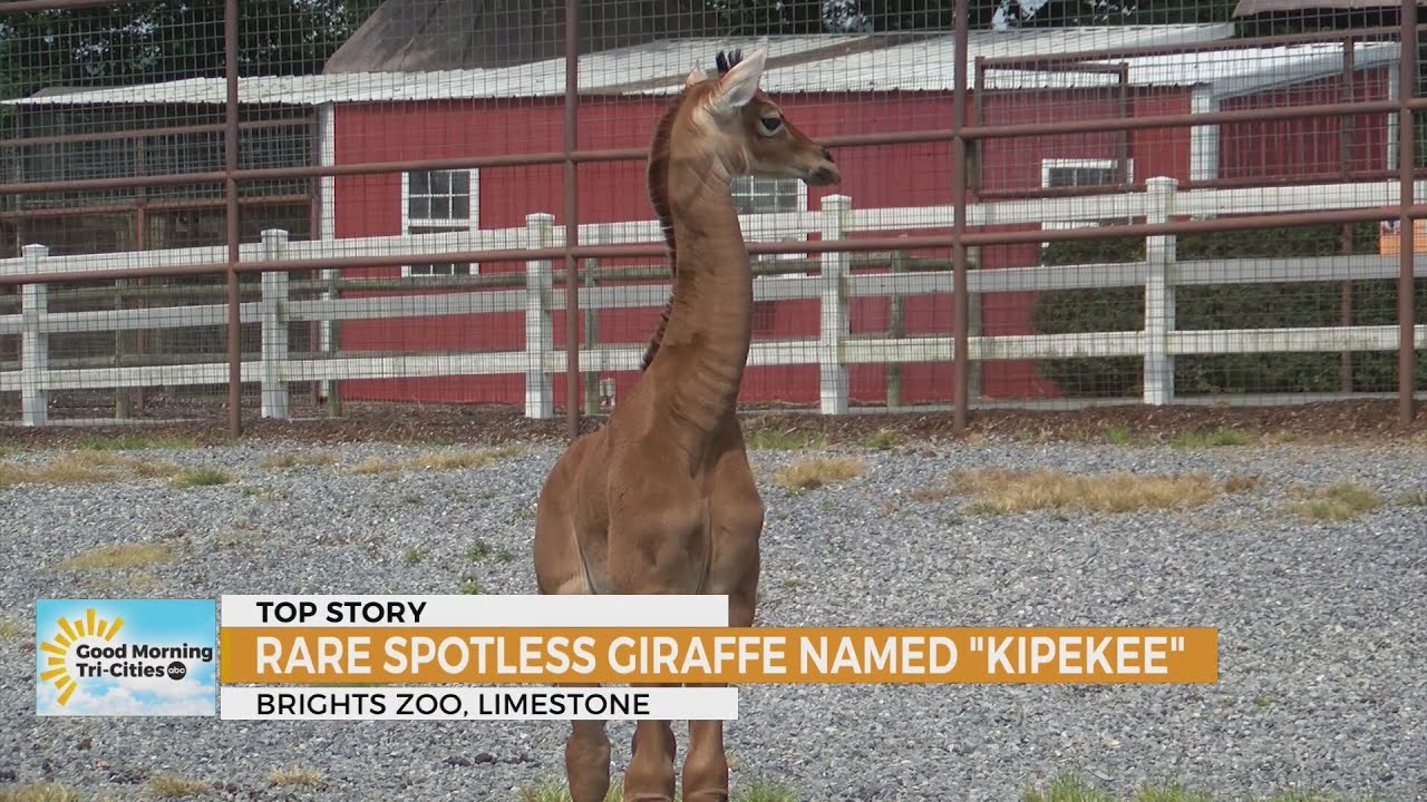 Brights Zoo&rsquo;s spotless giraffe named Kipekee