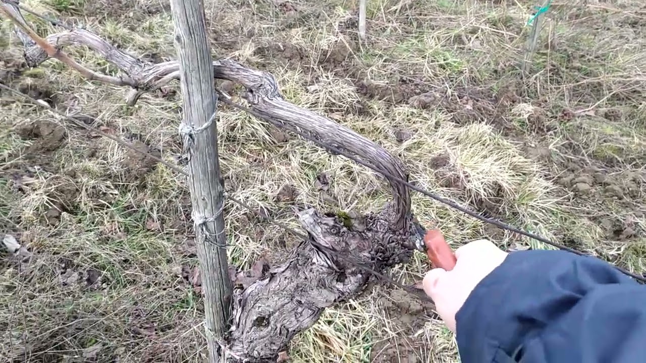 řez vinné révy a obnova kmínku
