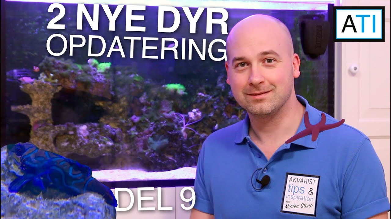 Saltvands opdatering - Mandarin fisk og Rød søstjerne (Saltvand 330 liter, del 9)