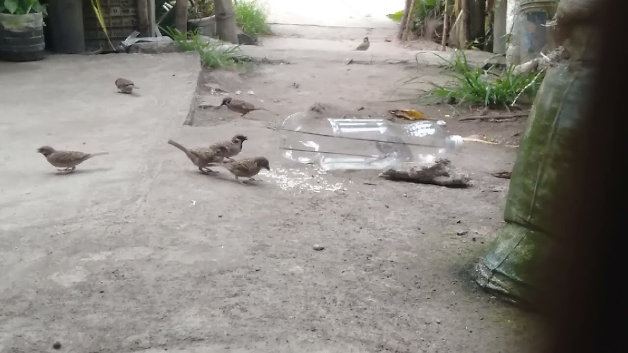 Very Easy Plastic Bottle DIY Bird Trap With Rubber And Stick