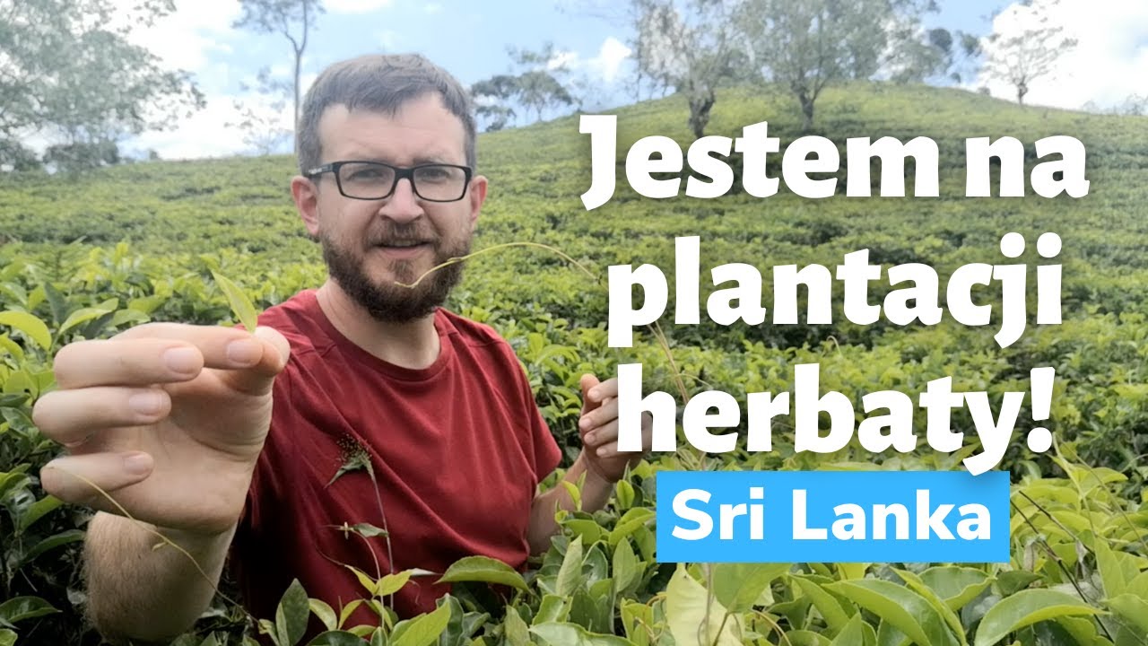 Tea Factory Uva Halpewatte w Ella (Sri Lanka) i plantacja herbaty (spacer wśród krzewów!)