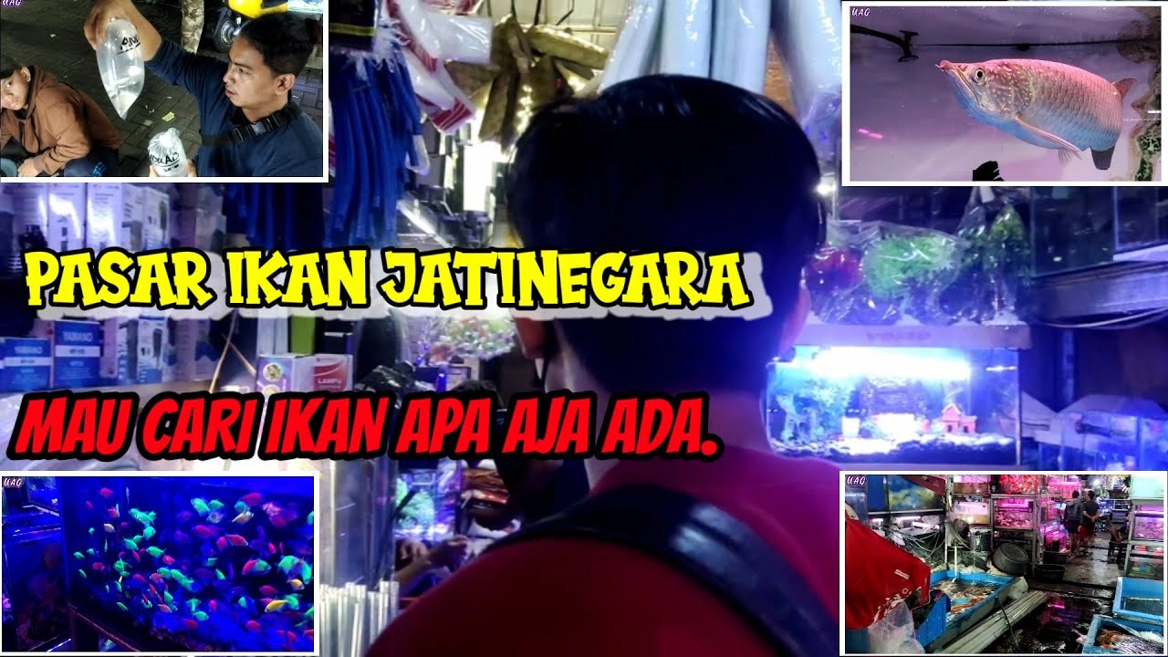 BELI IKAN CHANA DI JATINEGARA HARGA MURAH BIKIN KETAGIHAN...|| MAU CARI IKAN HIAS APA AJA ADA..
