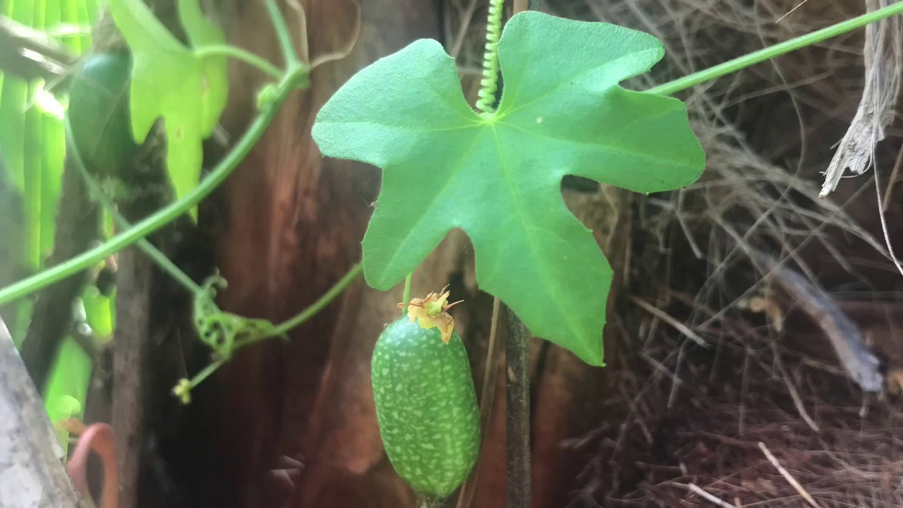 Backyard Florida Wild Edibles