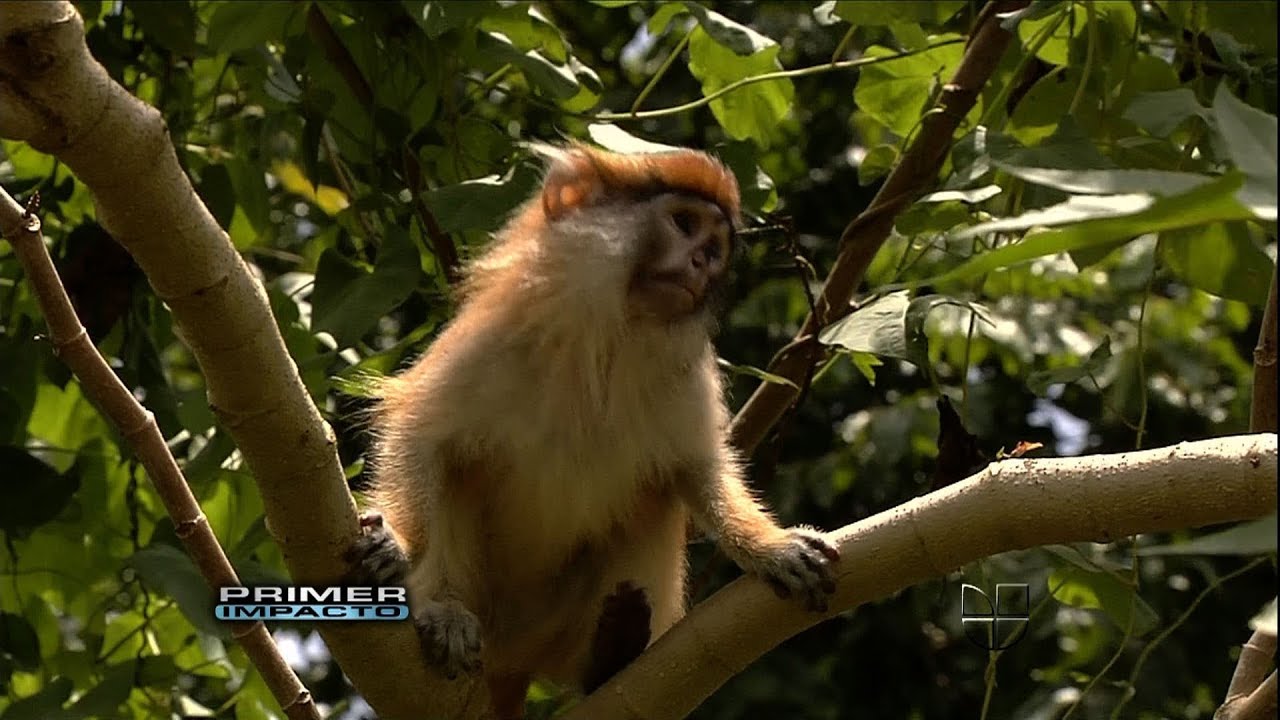 Plaga de monos azota a la isla de Puerto Rico
