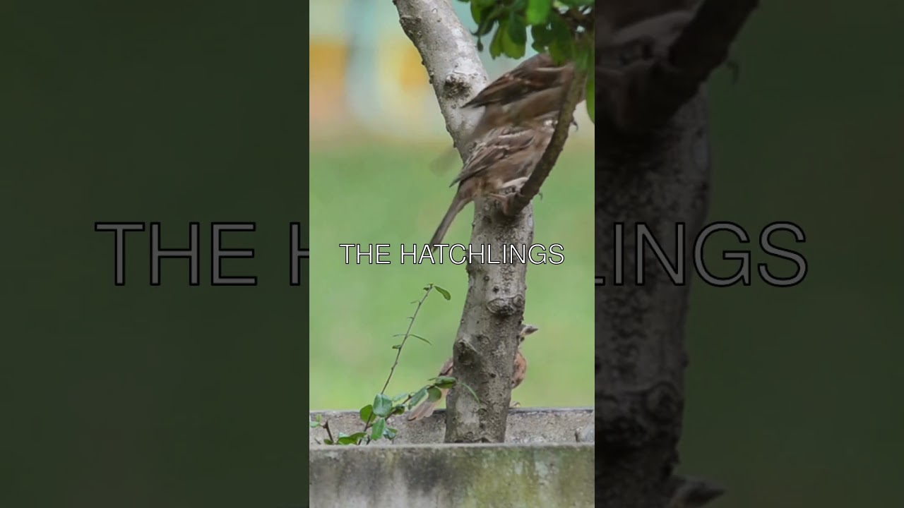 🐦 Exploring the Lifespan and Breeding Cycle of Sparrows
