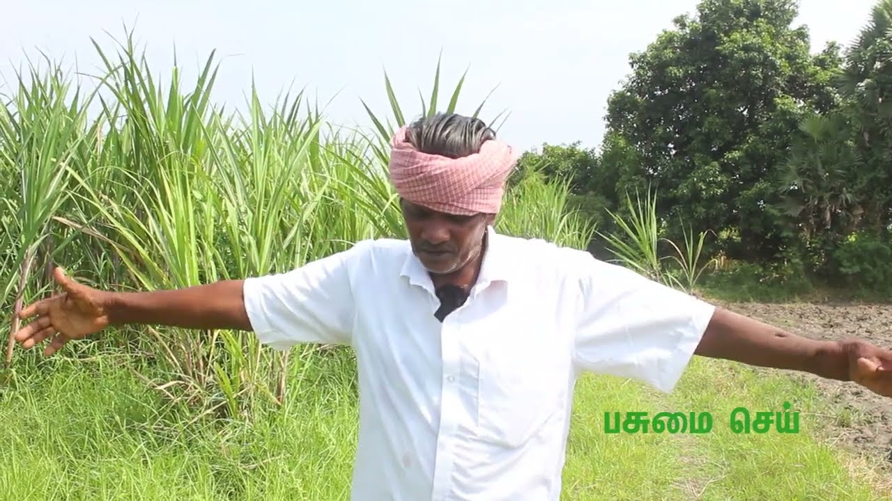 கரும்பு சாகுபடி உத்திகள் கரும்பு பருவம் | Sugar cane cultivation process | Save farmer | Pasumai sei