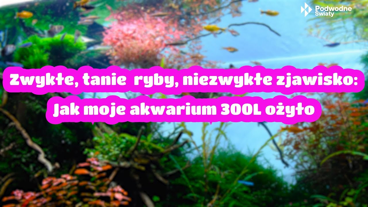 Zwykłe, tanie ryby, niezwykłe zjawisko: Jak moje akwarium 300L ożyło