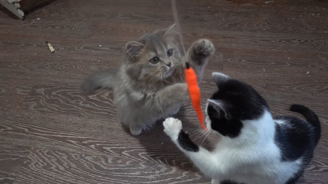 Only two kittens want to play