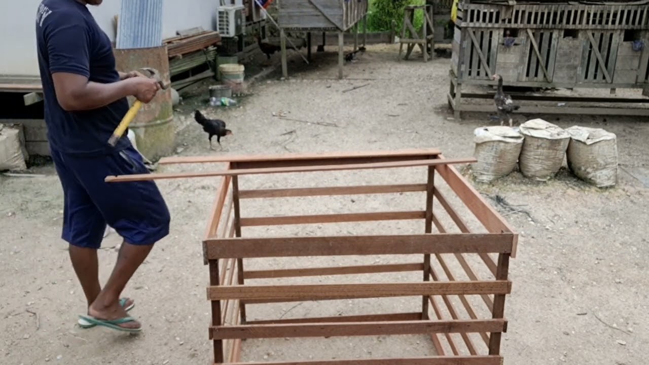 membuat kandang jemur ayam Bangkok yang sederhana || sbl rooster farm