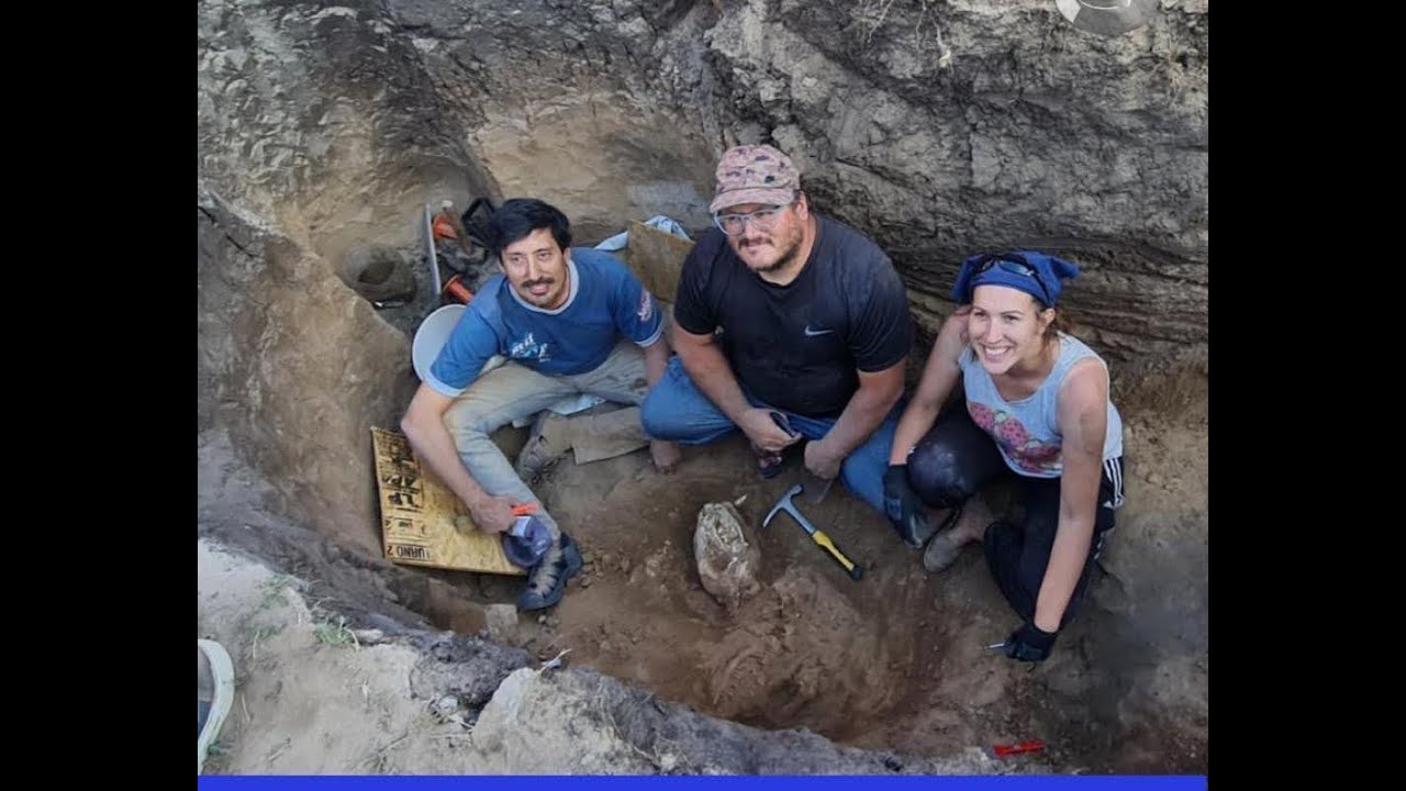Tigre dientes de sable en Necochea-Paleontología