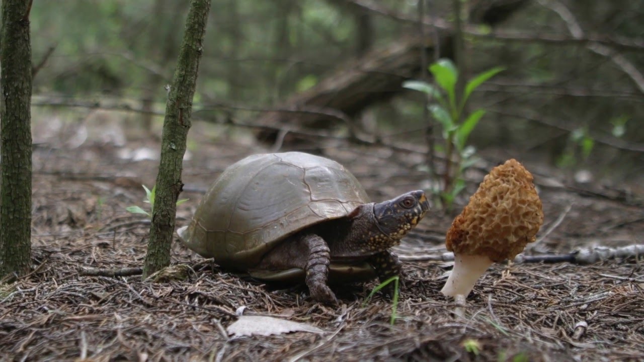 Hunt Morel Mushrooms In Oklahoma