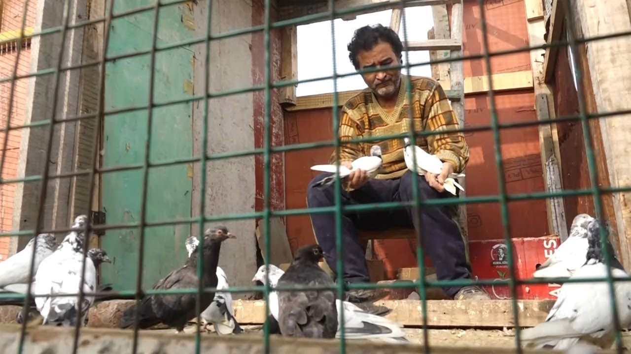 Kashmiri Pigeon Lover Getting Attention For Large Variety In Possession