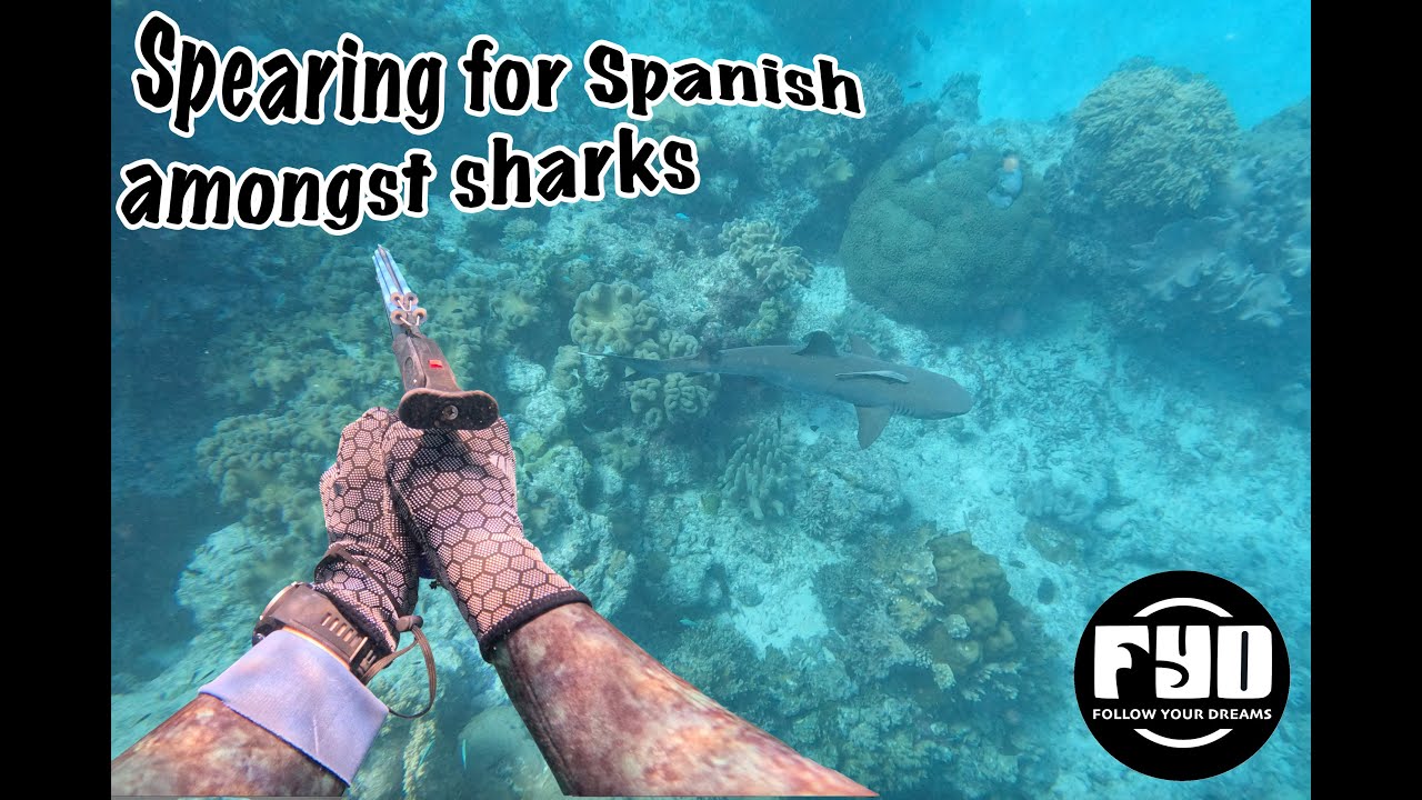Spearfishing Spanish Mackerel with plenty of sharks in the midst EP 12