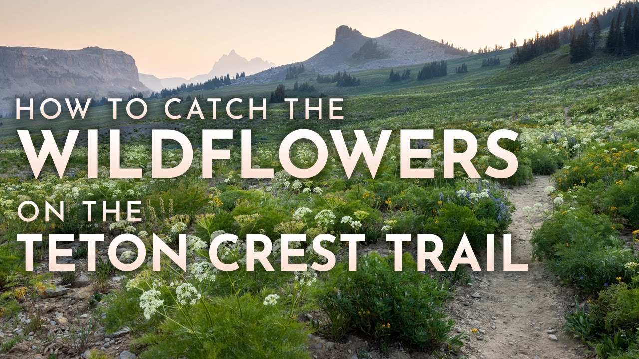 Best Time to Hike the Teton Crest Trail - Catch the Wildflowers