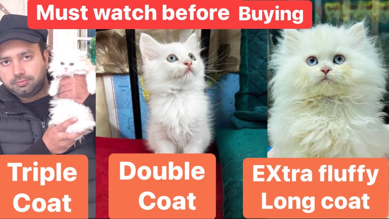 How to check kitten quality before buying | double coat vs triple coat |Urdu|Hindi