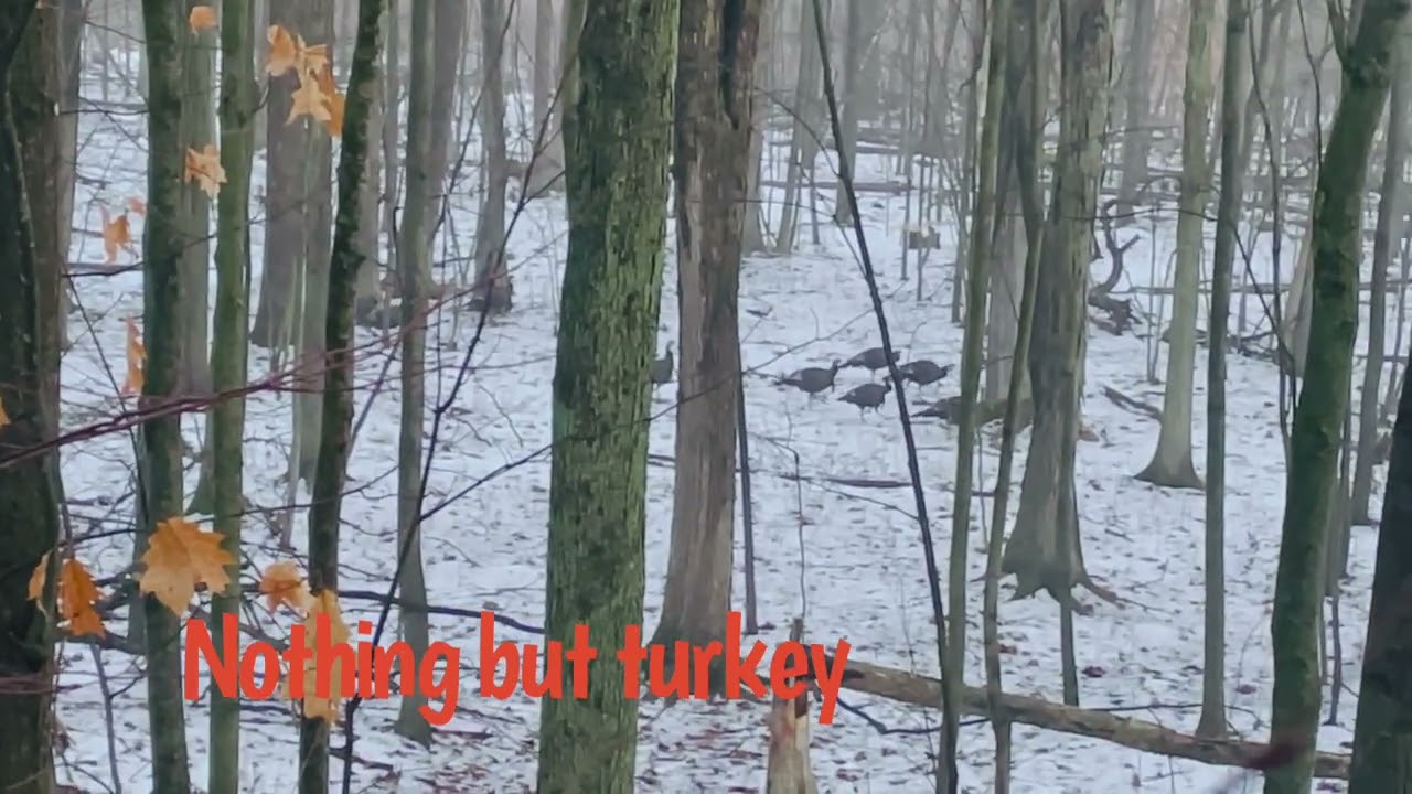 Michigan public land wilderness, late antlerless season 