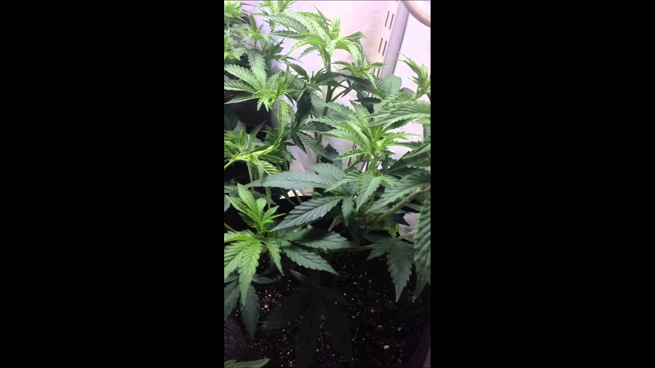 Lemon Thai & Jackbery X KO Kush