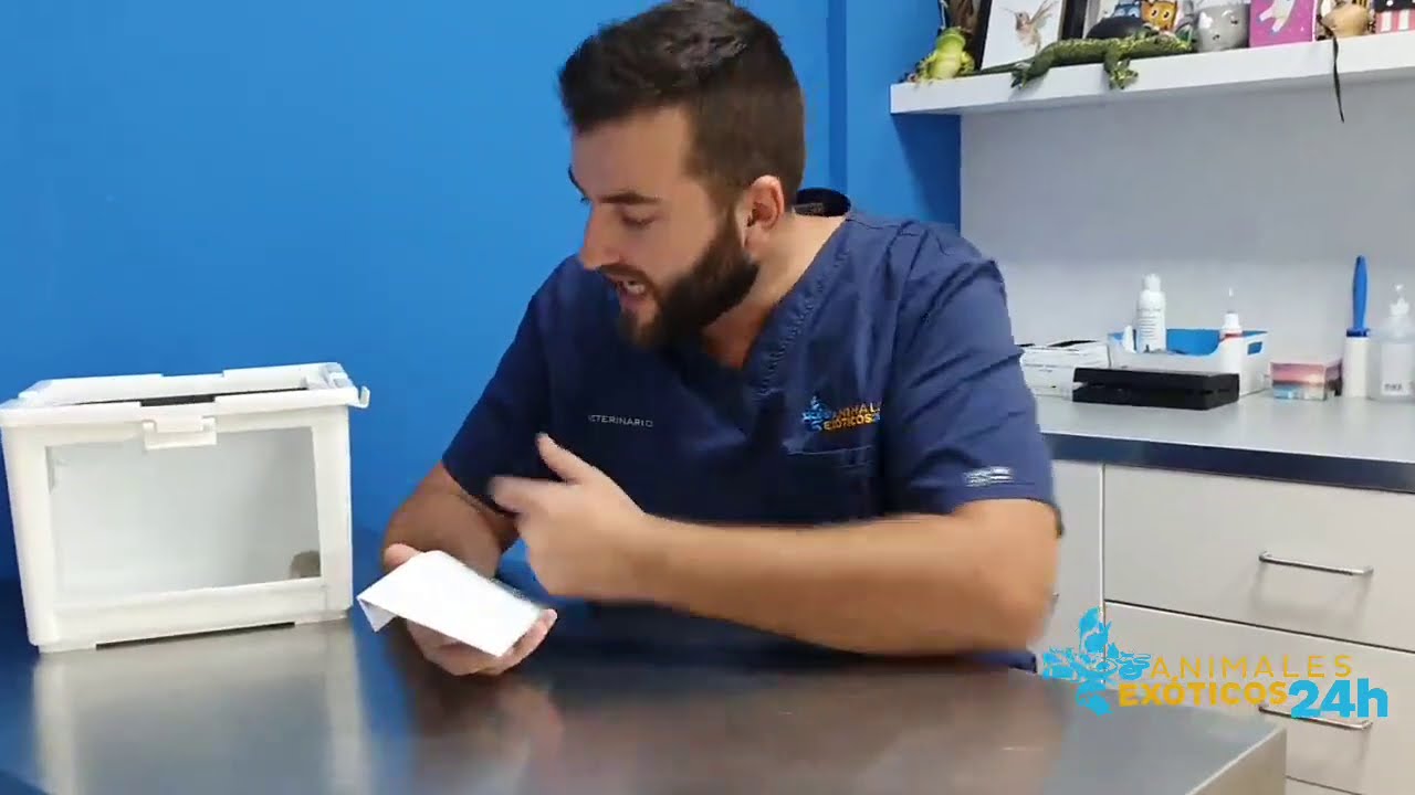 Dar medicación a un hamster. Animales exóticos 24h