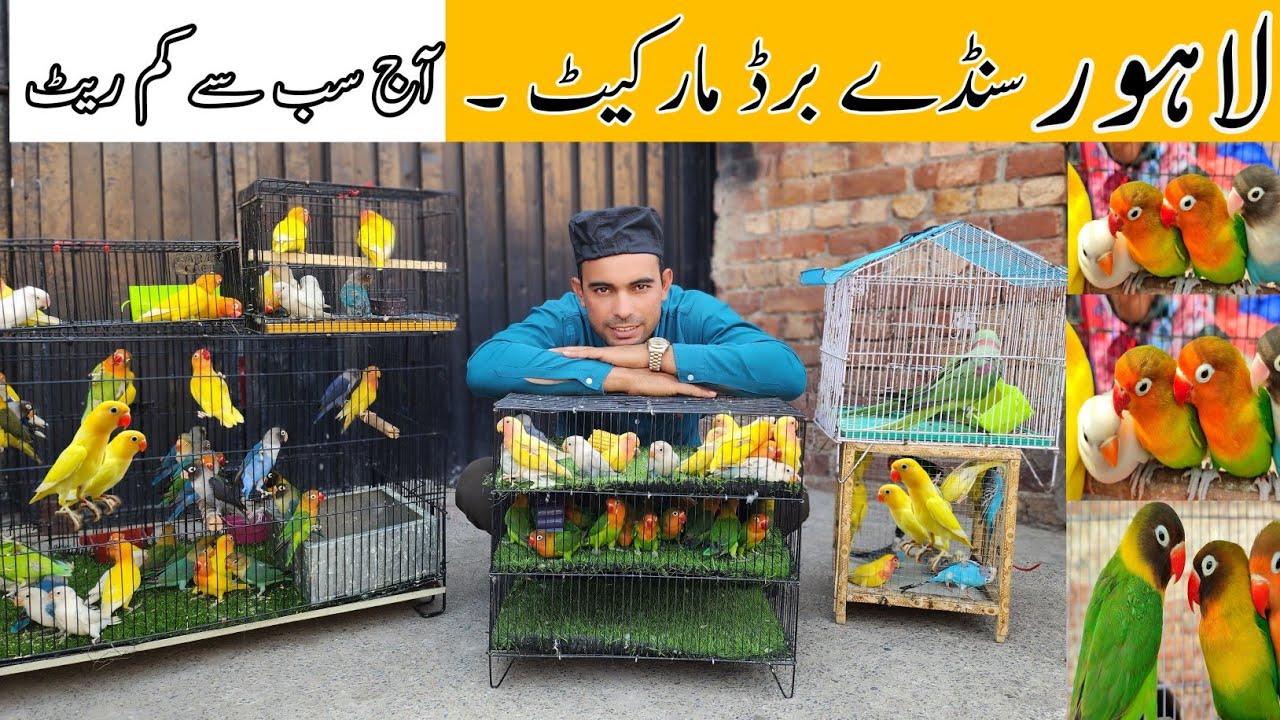 Lahore Sunday Birds Market Main Prindon ki Bharmar Munasab Kimat // #Lahorientertainmentchannel