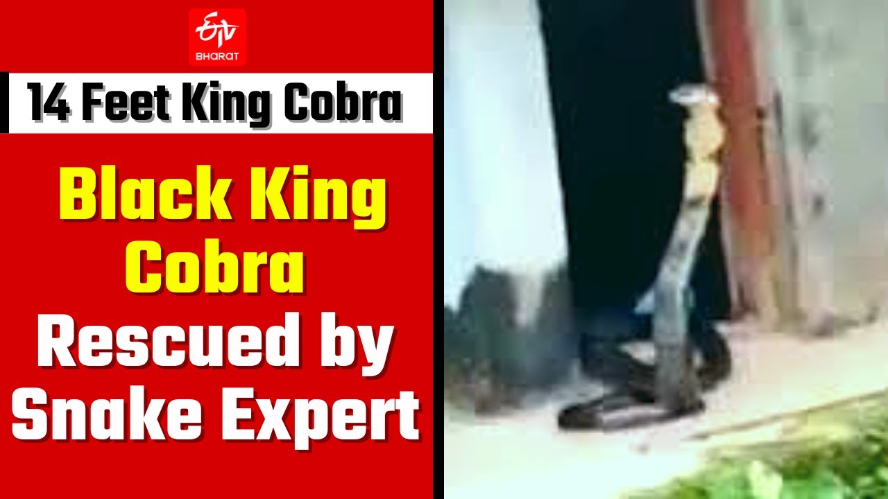 14 Feet Long King Cobra Rescued in Karnataka | Viral Video | Black King Cobra | ETV Bharat