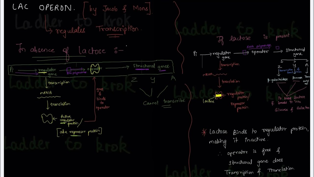 11. Lac Operon | Regulator protein | Beta-galactosidase | Permease | Transacetylase | Krok 1