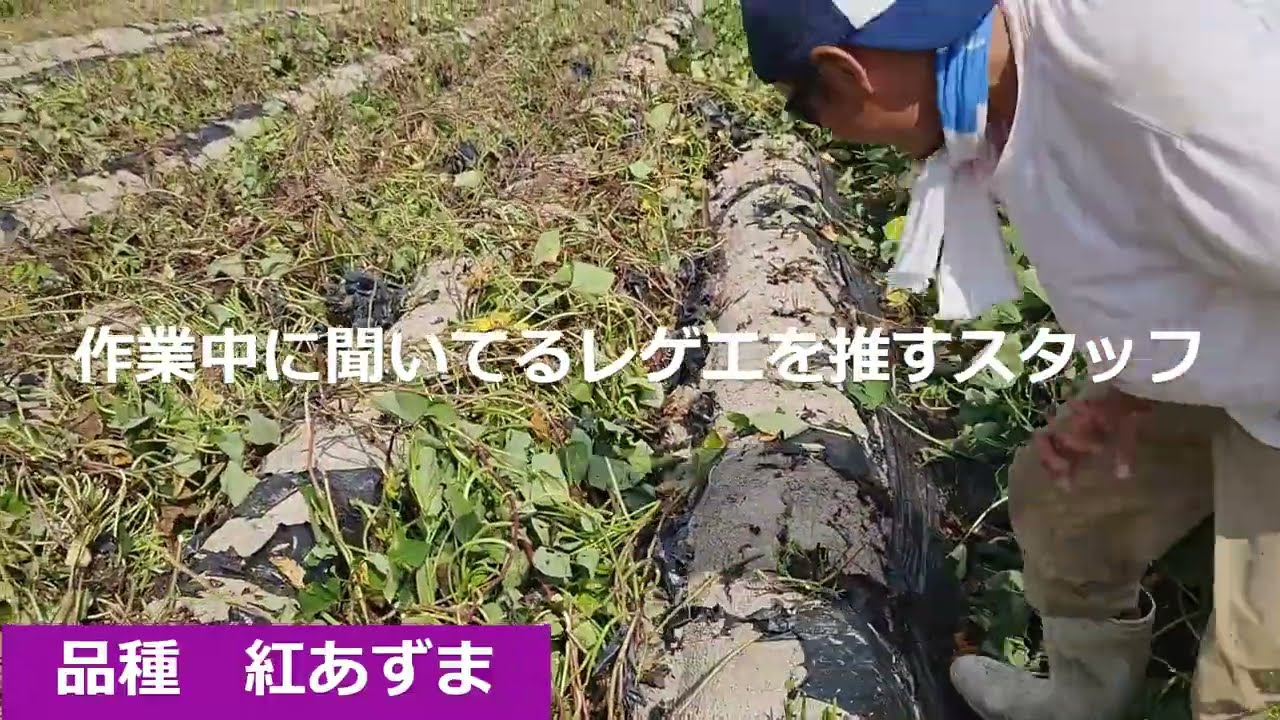 愛知牧場　さつまいも収穫体験2023　準備中 　#愛知牧場