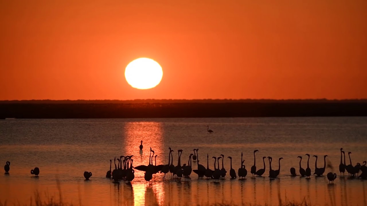 No es África es la marisma de Doñana
