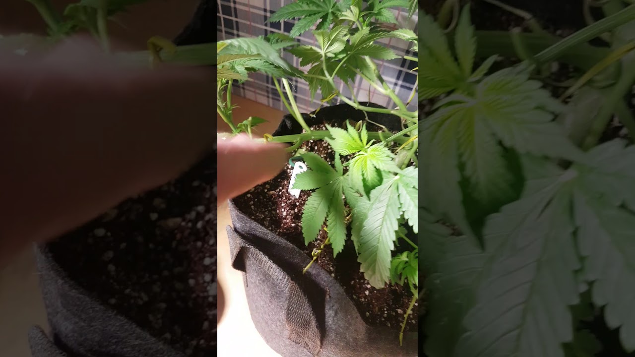 training into early flower