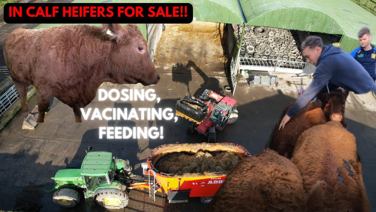 STABILISER HEIFERS FOR SALE- CATTLE GO BACK INDOORS