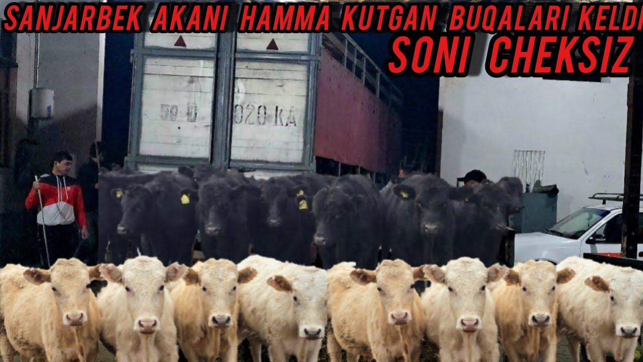 SANJARBEK AKANI YANGI PARTIYA BUQALAR KELDI 1000 BOSHGA YAQIN😱