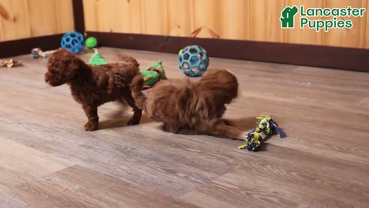 Playful Toy Poodle Puppies