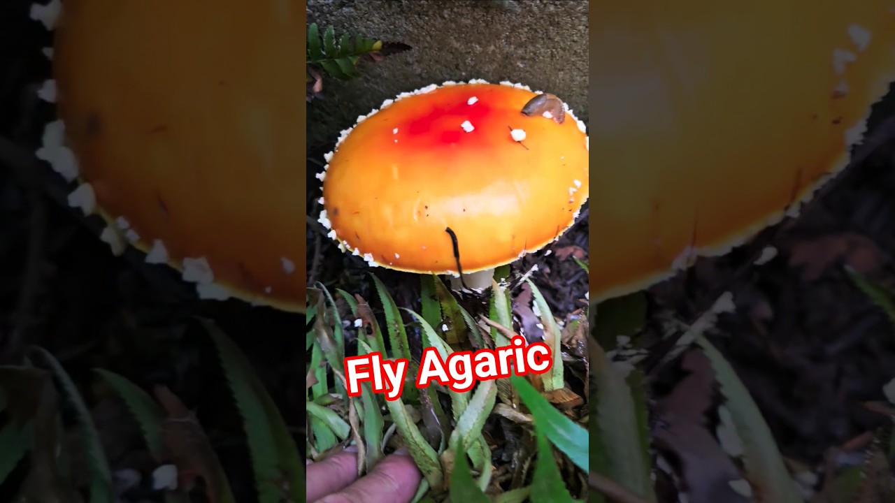 Amanita muscaria - Fly Agaric - Certain Christmas traditions may have been inspired by this mushroom