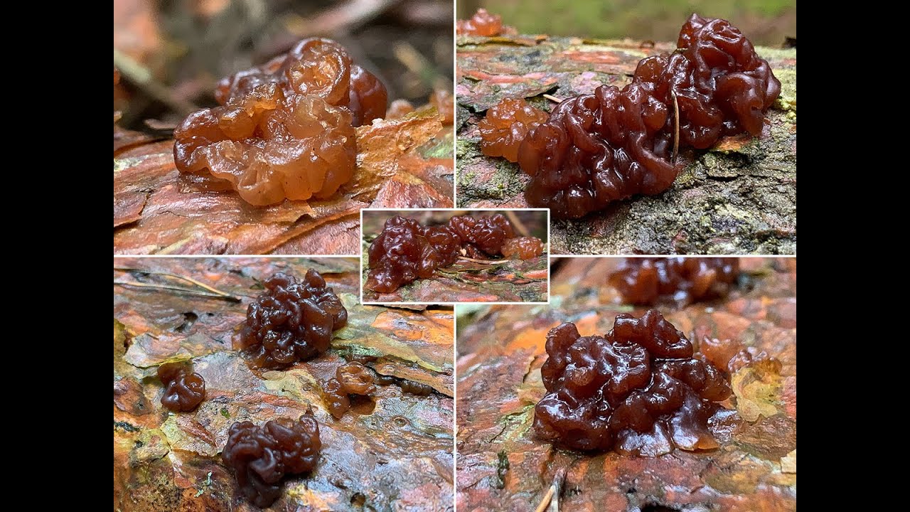 Pilzportrait - Kandisbrauner Drüsling, Exidia saccharina | Tremella saccharina, Ulocolla saccharina
