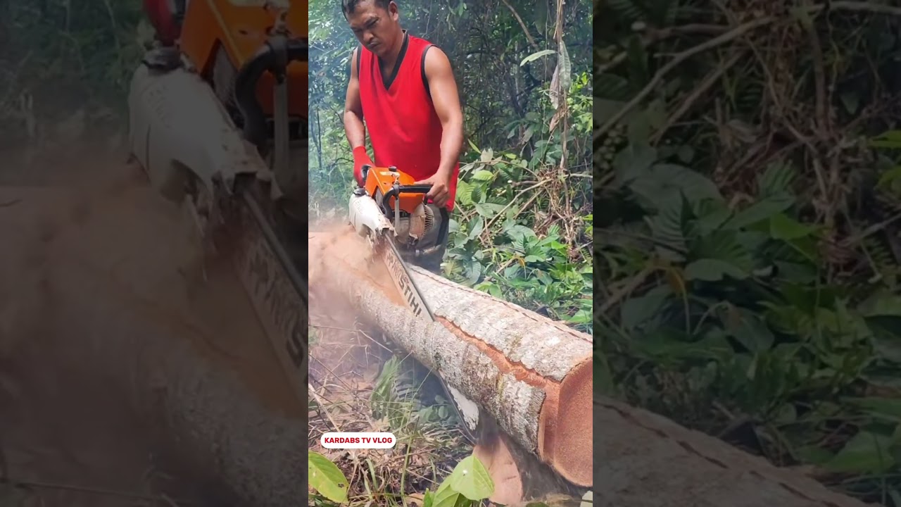 Cutting a very straight coconut tree using a chainsaw