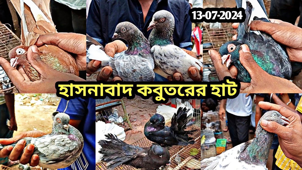 13-07-2024 হাসনাবাদ কবুতরের হাট। Hasnabad kobutor hat. কম দামে কবুতর কিনুন। Pigeons market price bd